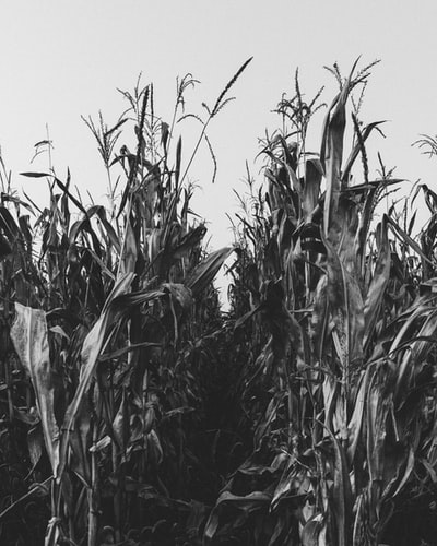 玉米田的灰度摄影
